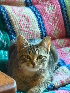 Tabby,Socks and Midnight need homes - Photo 4