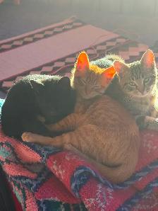 Tabby,Socks and Midnight need homes - Photo 5