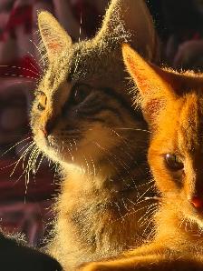Tabby,Socks and Midnight need homes - Photo 6
