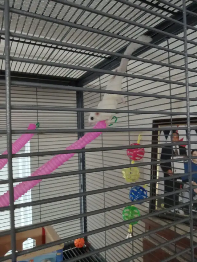 A PAIR OF WHITE SUGAR GLIDERS!