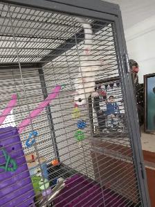 A PAIR OF WHITE SUGAR GLIDERS! - Photo 2