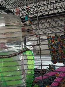A PAIR OF WHITE SUGAR GLIDERS! - Photo 3