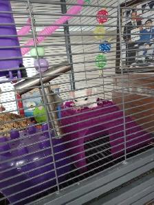 A PAIR OF WHITE SUGAR GLIDERS! - Photo 4