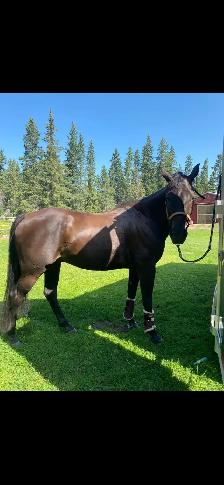 2010 Warmblood x Arabian