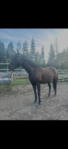 2010 Warmblood x Arabian - Photo 2