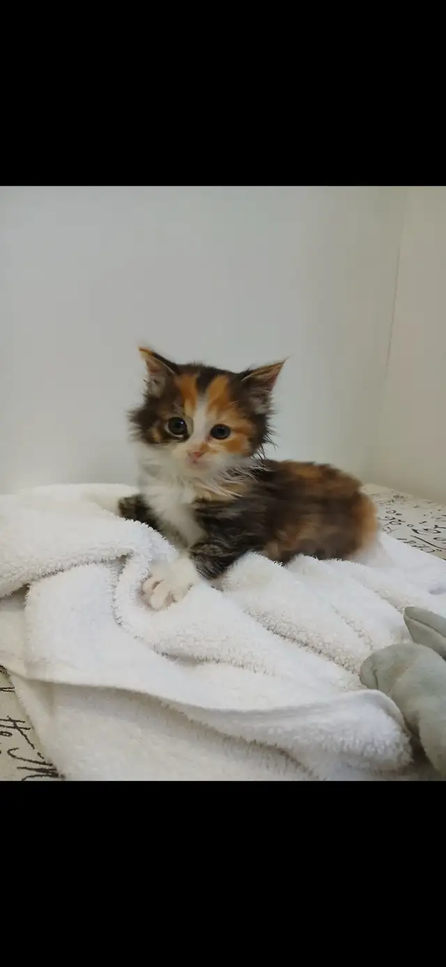 Kittens for sale