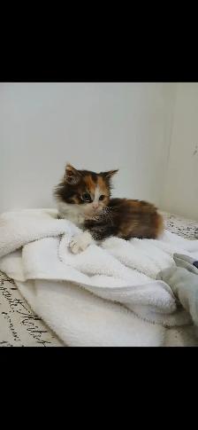 Kittens for sale - Photo 2