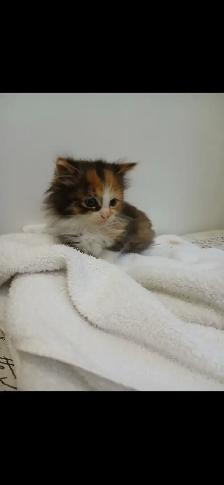 Kittens for sale - Photo 3