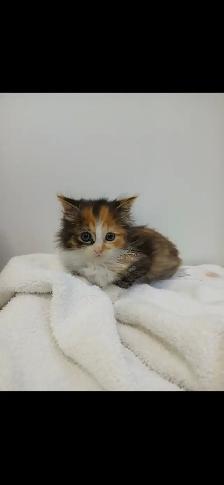 Kittens for sale - Photo 4