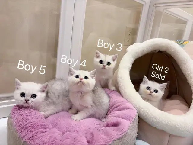 @@ British shorthair kittens and adult @@