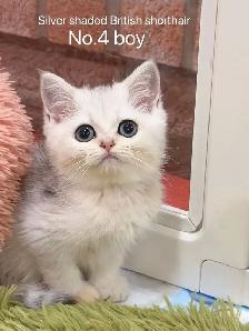 @@ British shorthair kittens and adult @@ - Photo 4