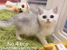 @@ British shorthair kittens and adult @@ - Photo 6