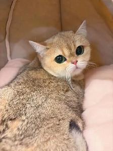 @@ British shorthair kittens and adult @@ - Photo 9