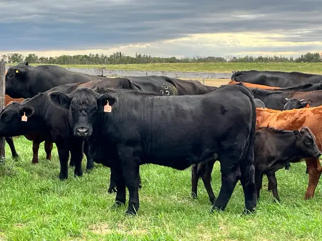 Bred Heifers