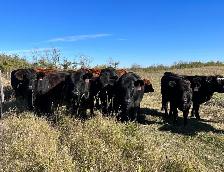 Bred Heifers - Photo 2