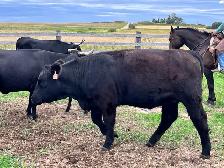 Bred Heifers - Photo 3