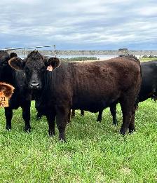 Bred Heifers - Photo 4