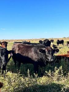 Bred Heifers - Photo 5