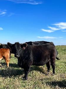 Bred Heifers - Photo 6