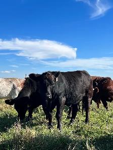 Bred Heifers - Photo 7