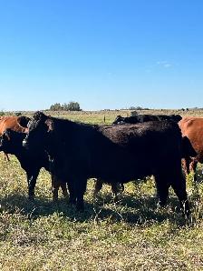 Bred Heifers - Photo 8