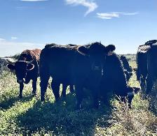 Bred Heifers - Photo 9