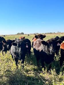 Bred Heifers - Photo 10