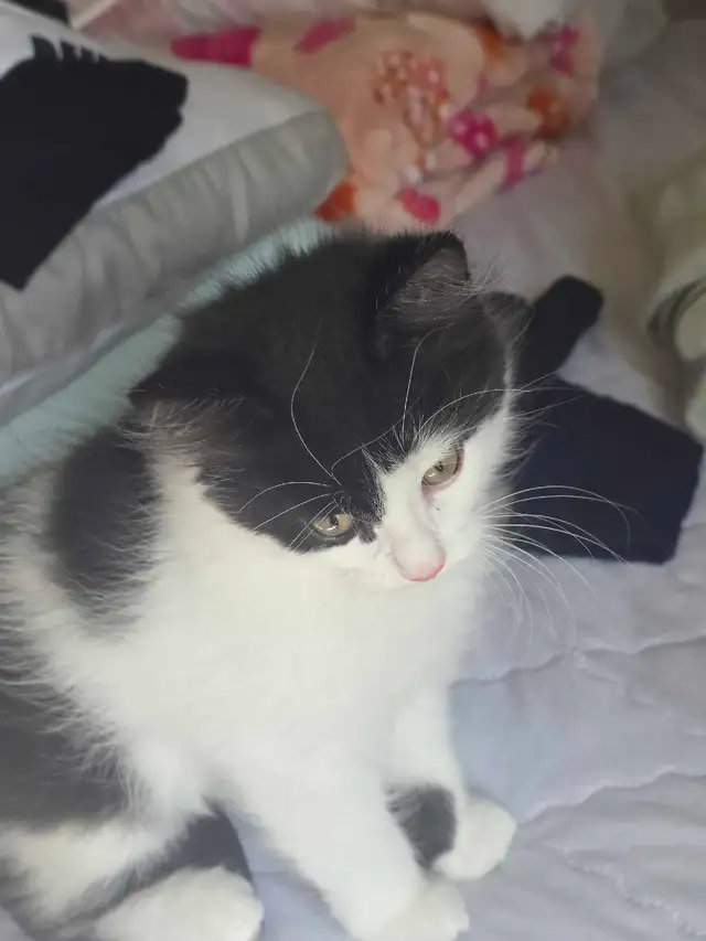 kittens for sale