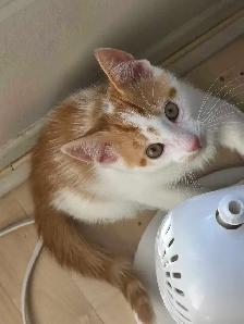 kittens for sale - Photo 2