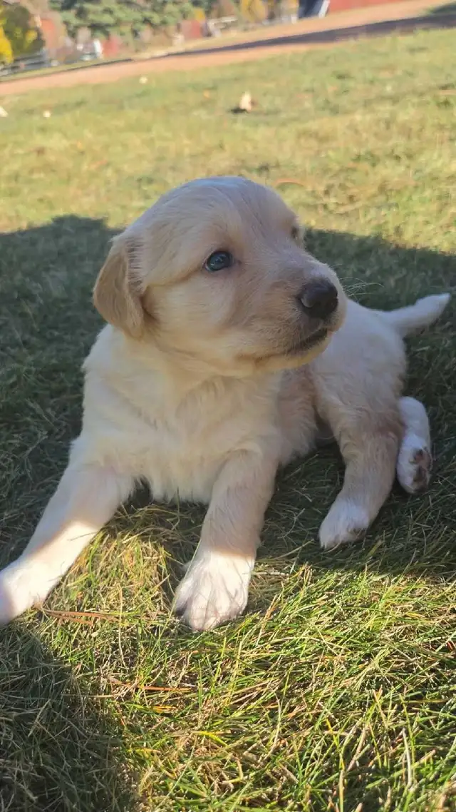 Golden retriever   Great Pyrenees puppies