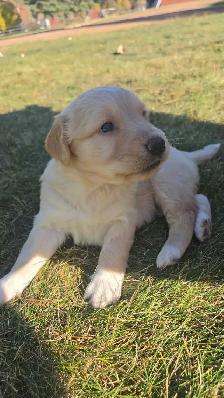 Golden retriever   Great Pyrenees puppies
