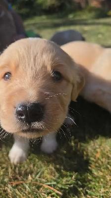 Golden retriever   Great Pyrenees puppies - Photo 2