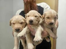 Golden retriever   Great Pyrenees puppies - Photo 3