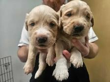Golden retriever   Great Pyrenees puppies - Photo 4
