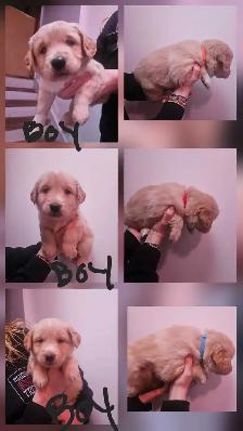Golden retriever   Great Pyrenees puppies - Photo 5