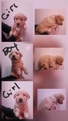 Golden retriever   Great Pyrenees puppies - Photo 6