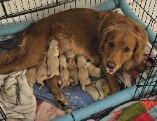 Golden retriever   Great Pyrenees puppies - Photo 7