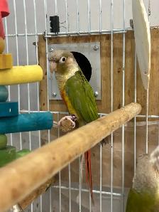Beautiful Green Cheek Connures Pair For Sale - Photo 5