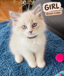 Ragdoll Kittens | Home-Raised, Vet-Checked, Blue Eyes