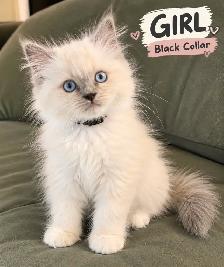 Ragdoll Kittens | Home-Raised, Vet-Checked, Blue Eyes - Photo 2