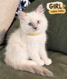 Ragdoll Kittens | Home-Raised, Vet-Checked, Blue Eyes - Photo 3