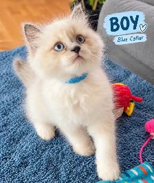 Ragdoll Kittens | Home-Raised, Vet-Checked, Blue Eyes - Photo 4