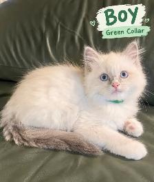 Ragdoll Kittens | Home-Raised, Vet-Checked, Blue Eyes - Photo 5