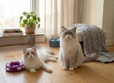 Ragdoll Kittens | Home-Raised, Vet-Checked, Blue Eyes - Photo 6