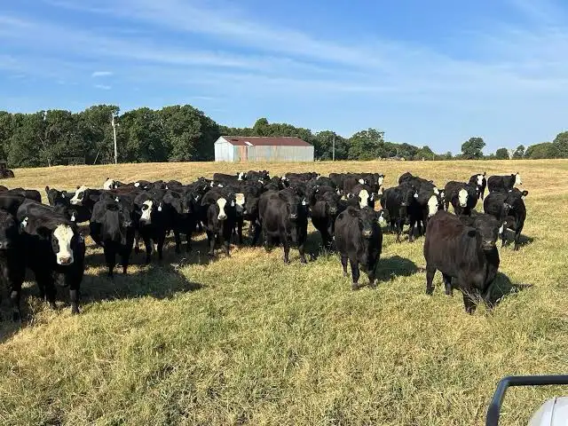 bred heifers for sale