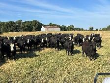 bred heifers for sale