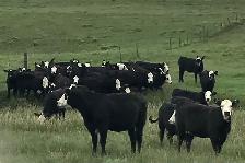 bred heifers for sale - Photo 2