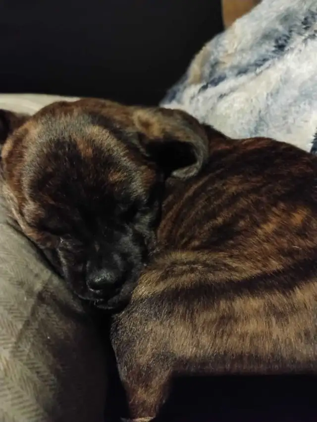 Lost puppy