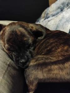 Lost puppy