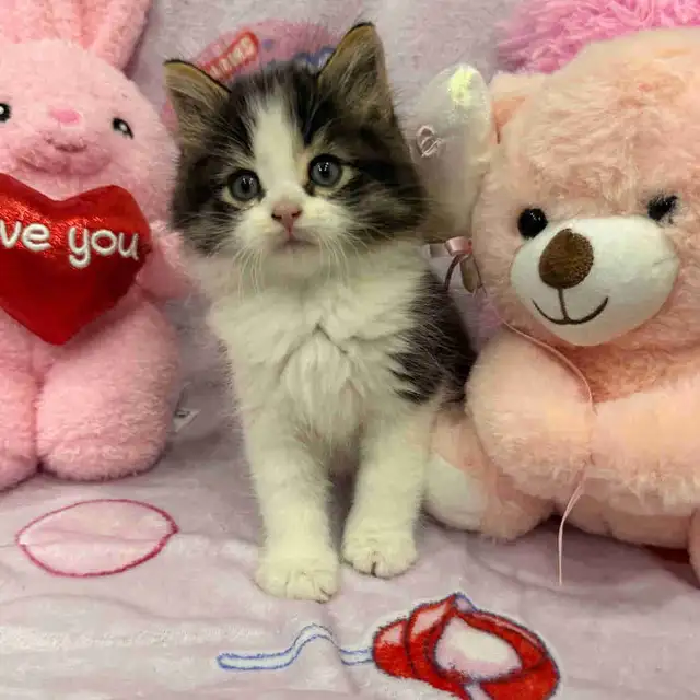 •••⭐️❤️ Siberian Kittens ❤️⭐️•••(647) 362-8118